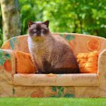 How pets fit into estate and sectional title living in South Africa, with guidance on welfare, nuisance issues and responsible ownership.