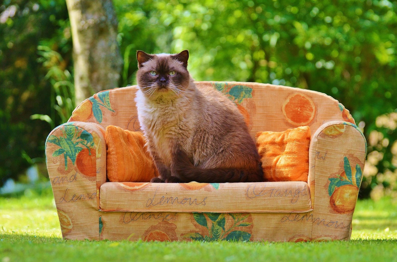 How pets fit into estate and sectional title living in South Africa, with guidance on welfare, nuisance issues and responsible ownership.