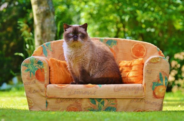 How pets fit into estate and sectional title living in South Africa, with guidance on welfare, nuisance issues and responsible ownership.