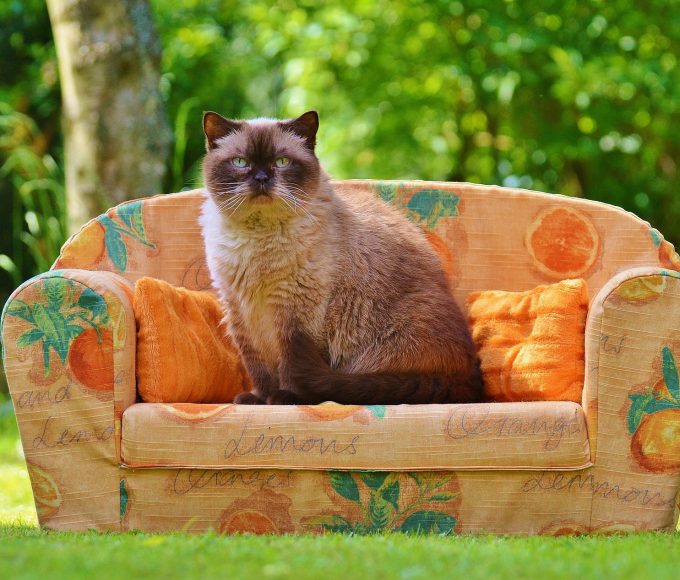 How pets fit into estate and sectional title living in South Africa, with guidance on welfare, nuisance issues and responsible ownership.
