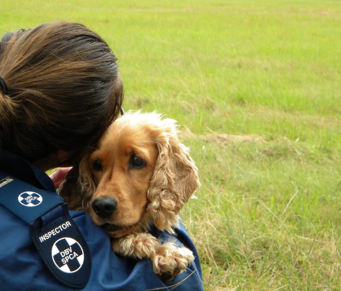 Animal cruelty videos are spreading fast on South African social media. The NSPCA explains why sharing abuse causes harm.