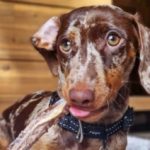 A clear guide to natural dog chews, including pizzle sticks, tendons and fish skins, with tips on choosing the right chew for your dog.