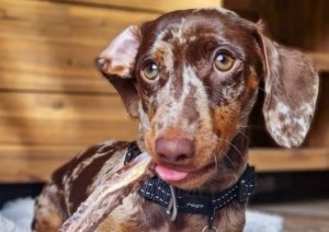 A clear guide to natural dog chews, including pizzle sticks, tendons and fish skins, with tips on choosing the right chew for your dog.