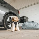 Thule Cappy is a crash-tested dog car harness designed for safe, comfortable travel. Built for active lifestyles and pet-friendly adventures.
