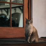 Learn what pets really need for emotional and physical wellbeing, from routine and enrichment to gut health and calm leadership.