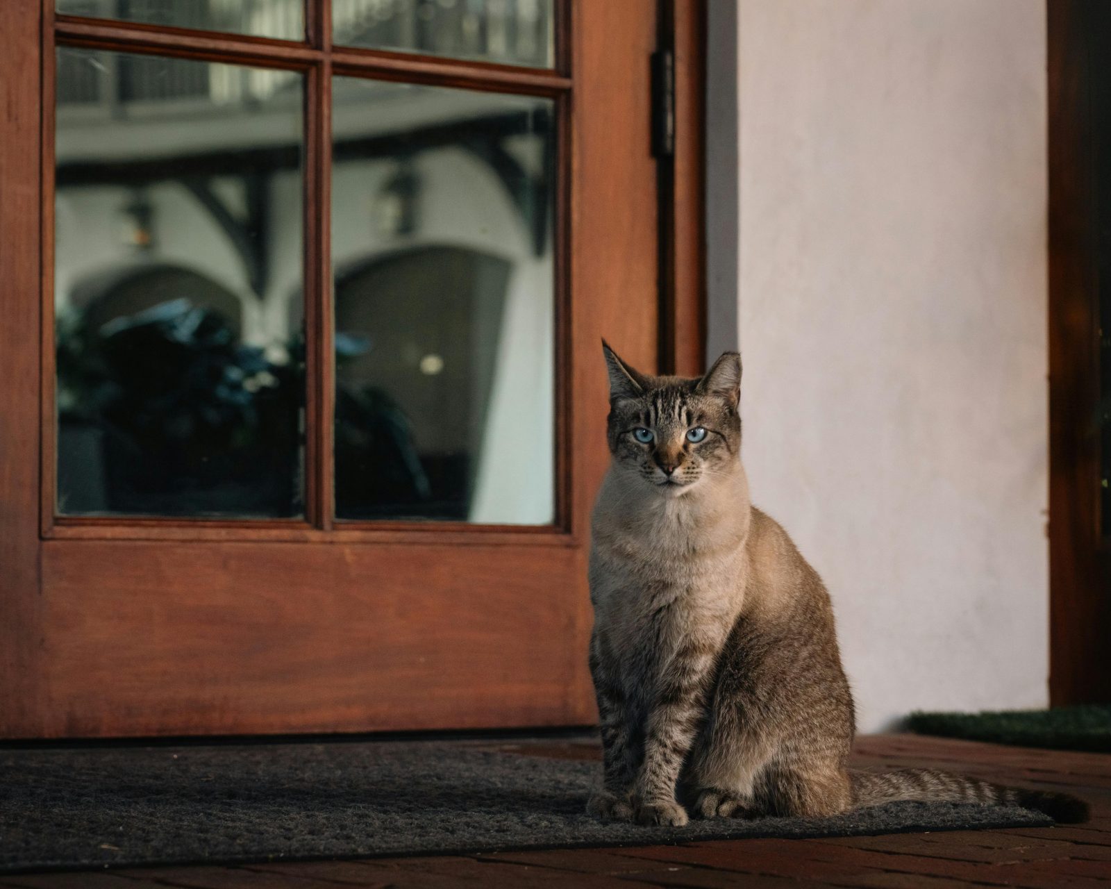 Learn what pets really need for emotional and physical wellbeing, from routine and enrichment to gut health and calm leadership.