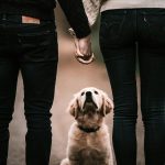 A Pretoria High Court ruling highlights how South African law treats pets as property in divorce disputes, not as family members.