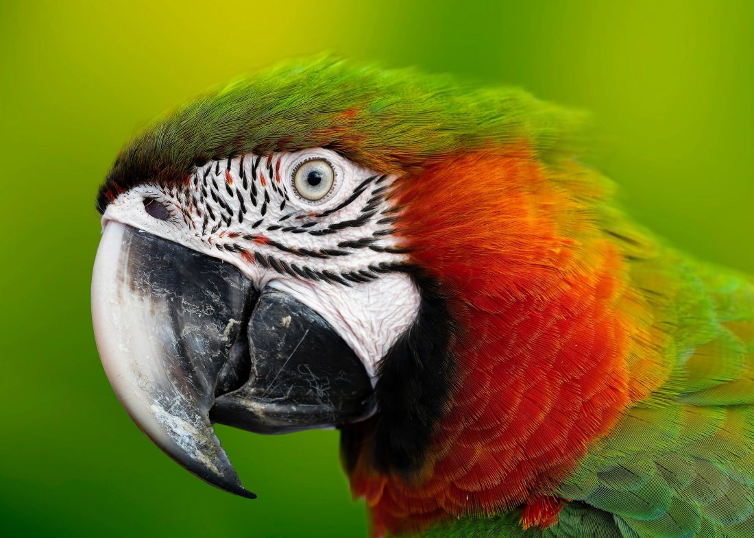 New bird owner guide covering cage set-up, diet, enrichment, safety, health signs, and daily care essentials.