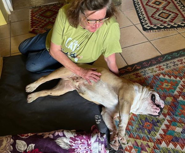 After losing his owner, Tyson was surrendered to the Animal Welfare Society of South Africa. Today, he has found a loving new home.