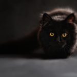 Cats hide pain easily. Learn the most common cat health conditions and how regular vet check-ups protect your cat’s wellbeing.