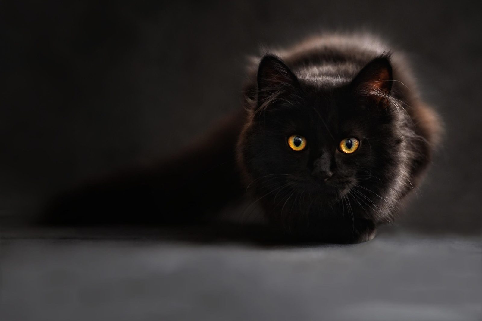 Cats hide pain easily. Learn the most common cat health conditions and how regular vet check-ups protect your cat’s wellbeing.