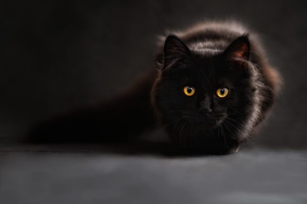 Cats hide pain easily. Learn the most common cat health conditions and how regular vet check-ups protect your cat’s wellbeing.