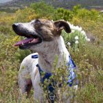 Charlie’s powerful journey from severe mange to a loving home highlights the impact of adopting from TEARS Animal Rescue.
