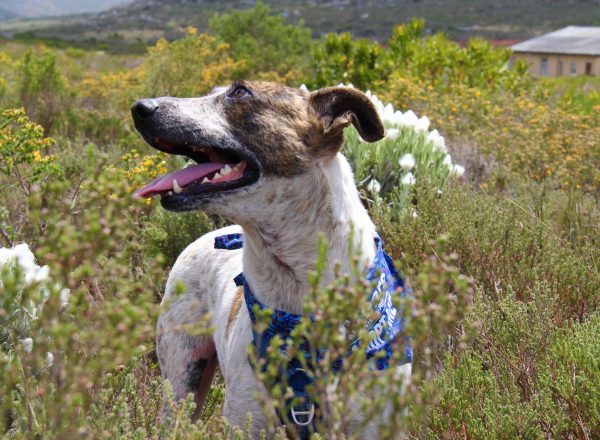 Charlie’s powerful journey from severe mange to a loving home highlights the impact of adopting from TEARS Animal Rescue.