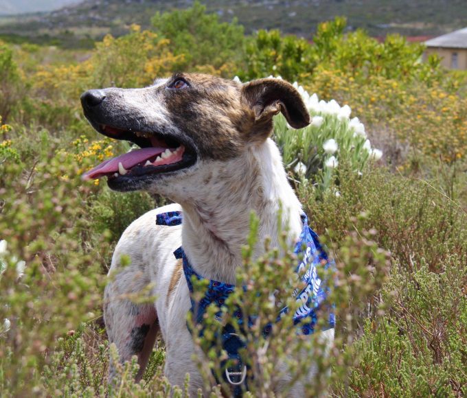 Charlie’s powerful journey from severe mange to a loving home highlights the impact of adopting from TEARS Animal Rescue.