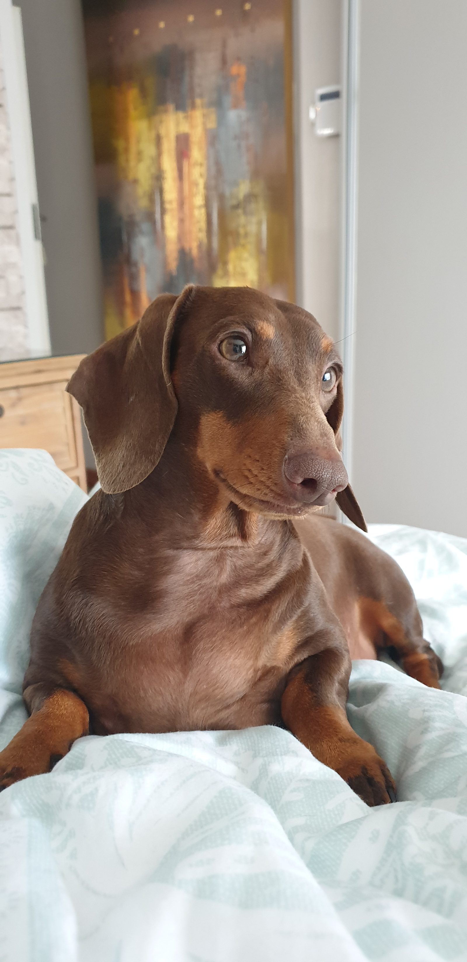 Rising vet costs make pet insurance essential. See how GENRIC Pet Insurance protects pets and budgets in South Africa.