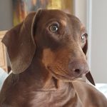 Rising vet costs make pet insurance essential. See how GENRIC Pet Insurance protects pets and budgets in South Africa.
