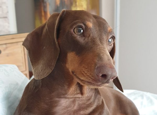 Rising vet costs make pet insurance essential. See how GENRIC Pet Insurance protects pets and budgets in South Africa.
