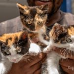 World Spay Day campaign in Cape Town will sterilise, vaccinate and microchip over 350 pets across local communities.