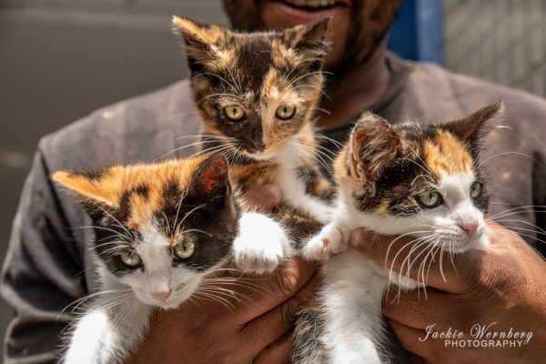 World Spay Day campaign in Cape Town will sterilise, vaccinate and microchip over 350 pets across local communities.