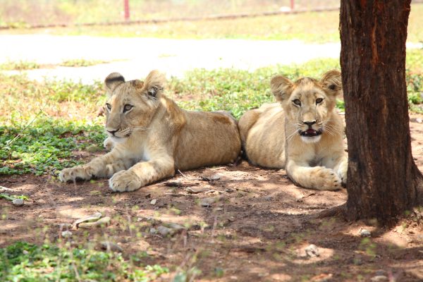FOUR PAWS welcomes Mpumalanga’s decision to end captive lion breeding, supporting South Africa’s national phase-out plan.