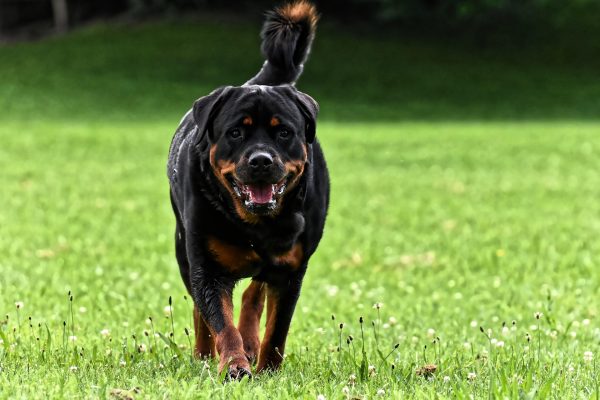 Discover how rooibos tea supports dog health naturally, from joint relief and skin care to immune and digestive support.