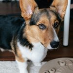Dog puzzle toys support mental stimulation, reduce boredom, slow eating, and build confidence for dogs of all ages.