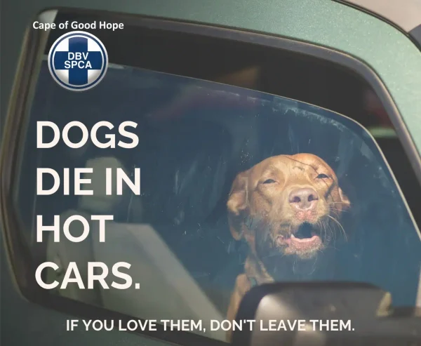 Parked cars can reach 50°C within minutes. Learn the signs of heatstroke in dogs and what to do if you see a dog trapped in a hot car.