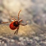 TEARS Animal Rescue urges pet owners to treat dogs and cats for ticks this summer. Learn about tick-borne diseases, symptoms and prevention tips.