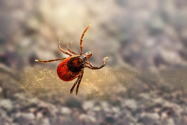 TEARS Animal Rescue urges pet owners to treat dogs and cats for ticks this summer. Learn about tick-borne diseases, symptoms and prevention tips.