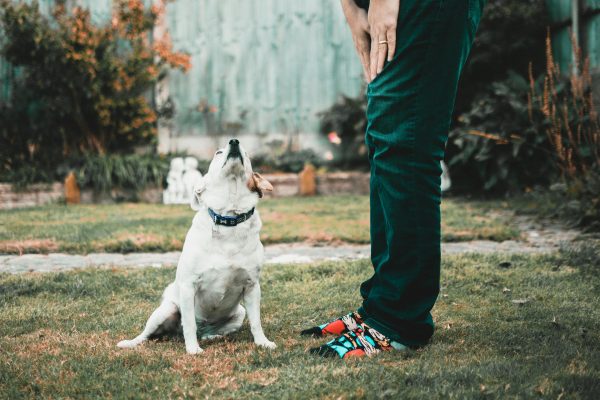 Discover 10 evidence-based pet care tips to improve your dog or cat’s emotional health, behaviour and long-term wellbeing in South Africa.