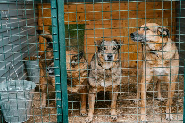 BarkingMad South Africa launches a national initiative to create the country’s first minimum standards for companion animal shelters.