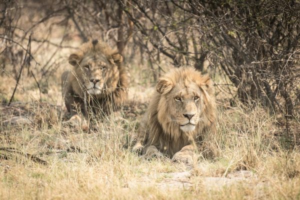 Looking for a meaningful Valentine’s Day gift? Symbolically adopt a rescued big cat with FOUR PAWS and support ethical animal welfare.