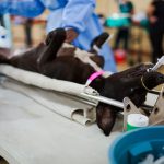 207 dogs and cats sterilised in Lavender Hill drive as SPCA intensifies efforts to curb stray and unwanted animals.