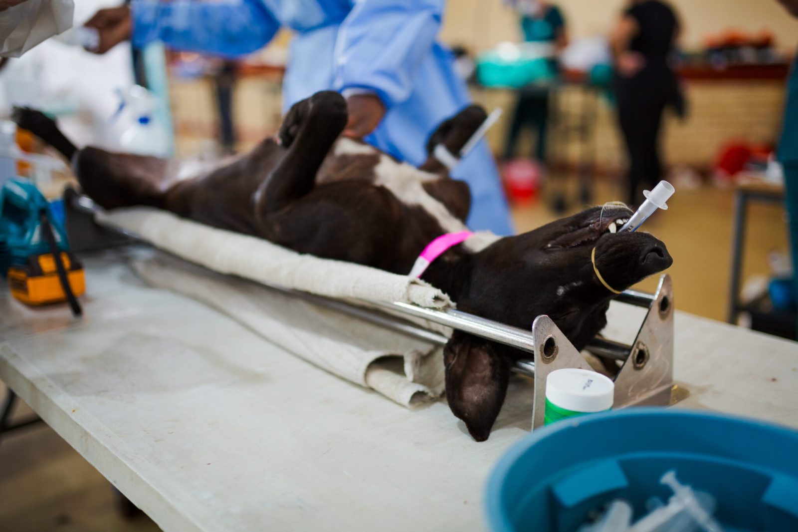 207 dogs and cats sterilised in Lavender Hill drive as SPCA intensifies efforts to curb stray and unwanted animals.