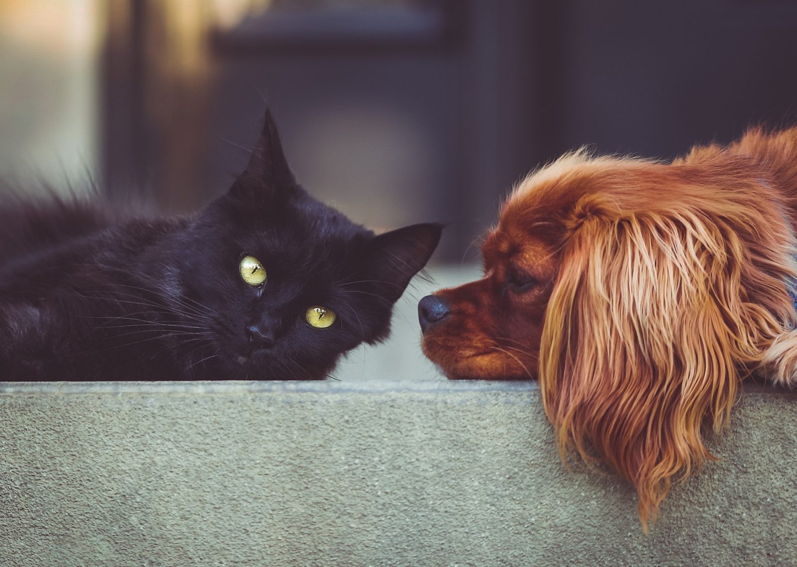 Learn how to protect your pet from parasites with expert advice from Zoetis for World Parasite Awareness Day.