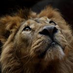 Conservation expert Shandor Larenty urges South Africans to take an active role in protecting wildlife and ecosystems.