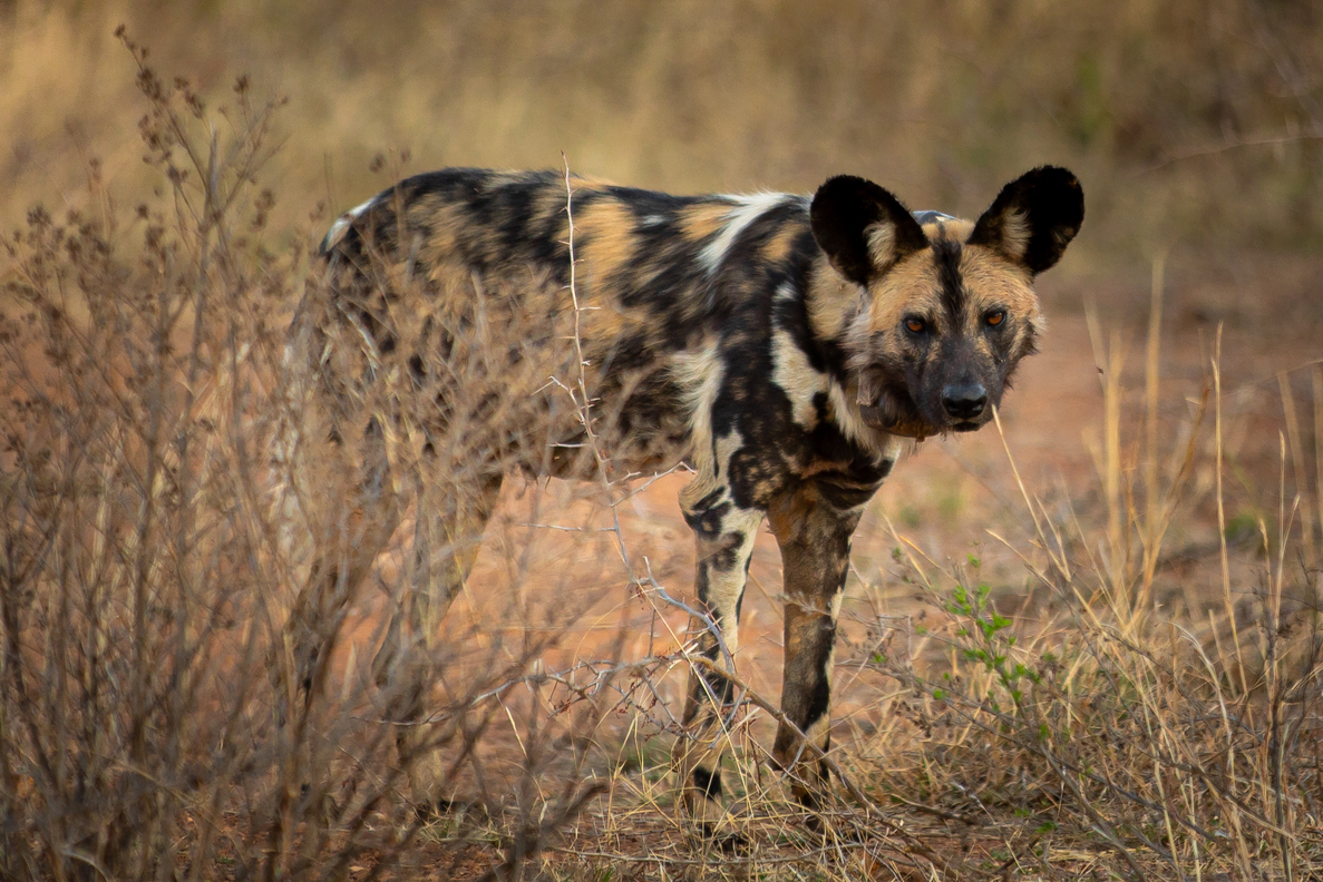 African wild dogs are recovering in the Waterberg through conservation partnerships, offering hope for one of Africa’s most endangered species.