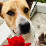Seun, a rescue dog from Cape Town, finds a loving home after months of waiting at the Animal Welfare Society of SA.