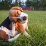 Fleas and ticks pose serious risks to pets during warmer months. Learn how to spot infestations early and protect dogs and cats with effective prevention.