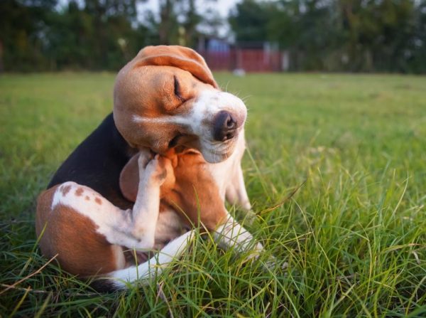Fleas and ticks pose serious risks to pets during warmer months. Learn how to spot infestations early and protect dogs and cats with effective prevention.