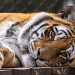 Six years after rescue, tiger brothers Shevar and Sharukh are thriving at LIONSROCK Big Cat Sanctuary in South Africa.
