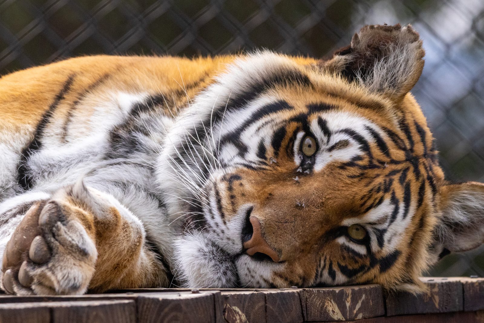 Six years after rescue, tiger brothers Shevar and Sharukh are thriving at LIONSROCK Big Cat Sanctuary in South Africa.