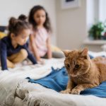 Estate planning for pets in South Africa covers care, costs and legal options to ensure long-term wellbeing.