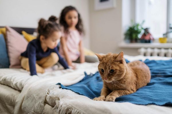 Estate planning for pets in South Africa covers care, costs and legal options to ensure long-term wellbeing.