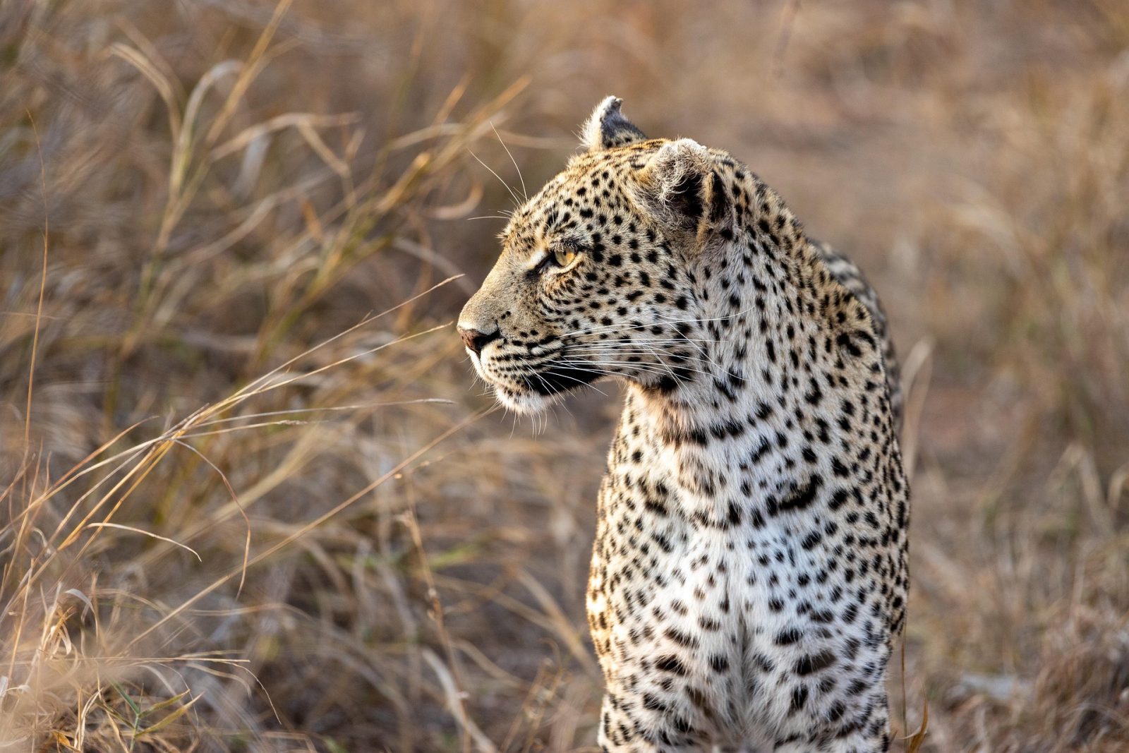 FOUR PAWS urges South Africans to report captive breeding and big cat exploitation ahead of World Wildlife Day.