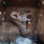 Dethroned, a global documentary on big cat exploitation, is now streaming on Curiosity Stream, highlighting urgent conservation challenges.