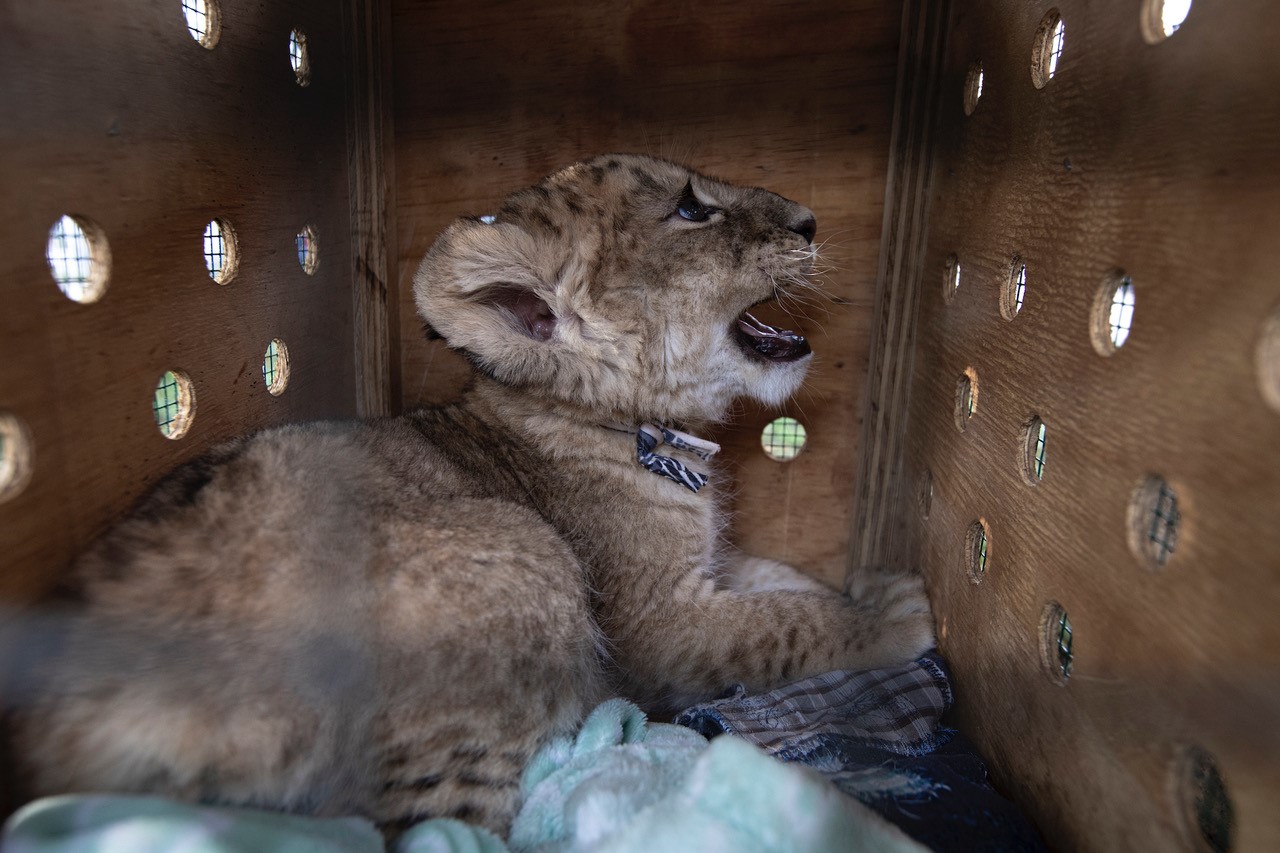 Dethroned, a global documentary on big cat exploitation, is now streaming on Curiosity Stream, highlighting urgent conservation challenges.