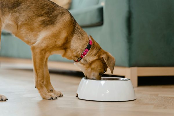 38 pet food products recalled in South Africa after stolen contaminated batches entered informal markets.