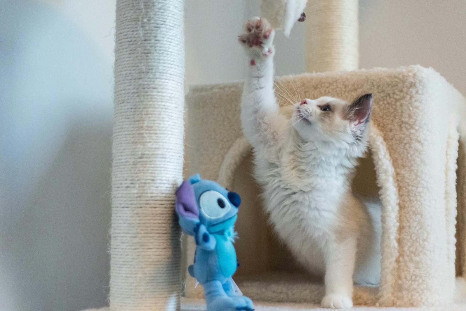 Discover why scratching posts are essential for cats and how they protect furniture while supporting healthy feline behaviour.